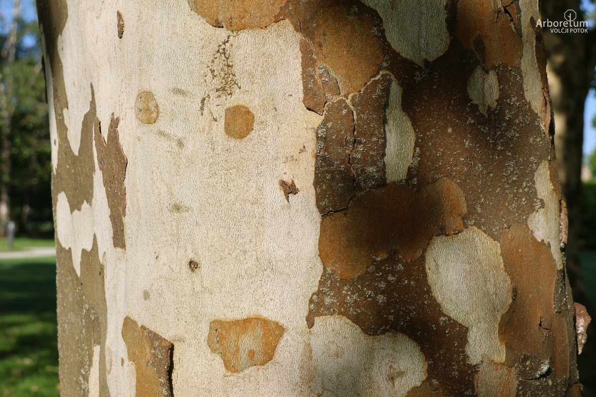 K-2-43_Platanus × hispanica ‘Suttneri’_d