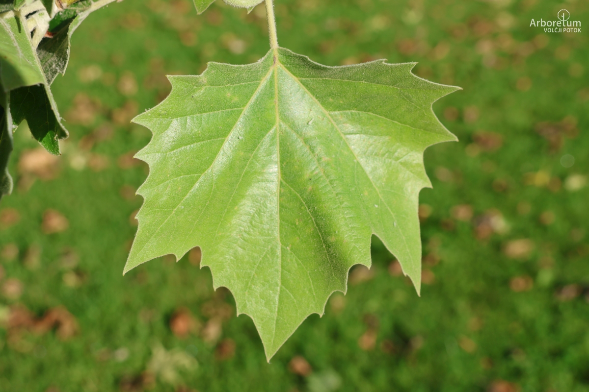 K-2-44_Platanus occidentalis_l