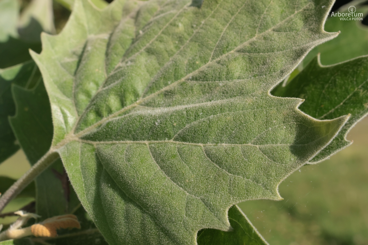 K-2-44_Platanus occidentalis_l3