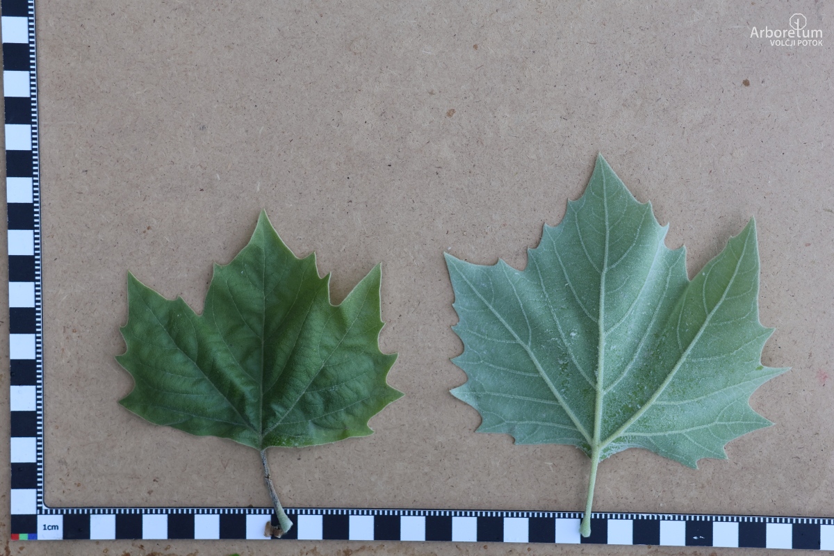 K-2-44_Platanus occidentalis_l5