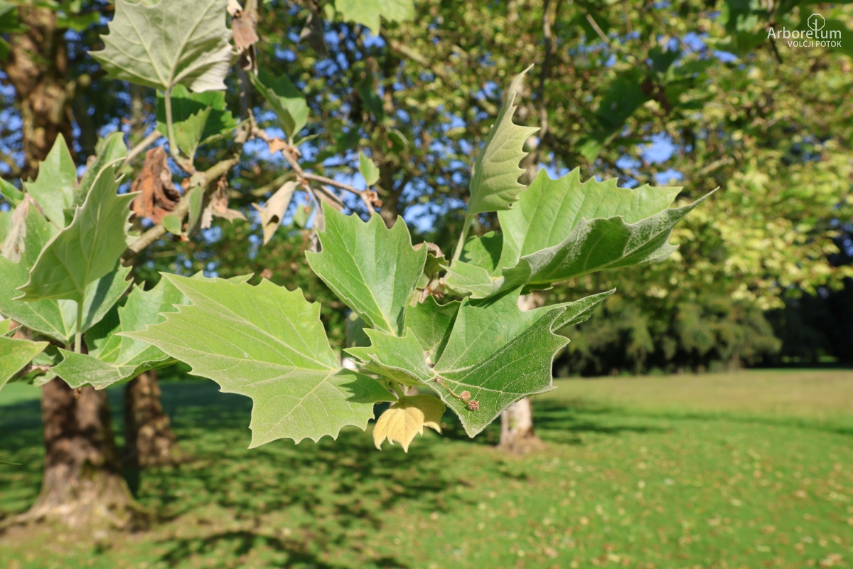 K-2-44_Platanus occidentalis_v5