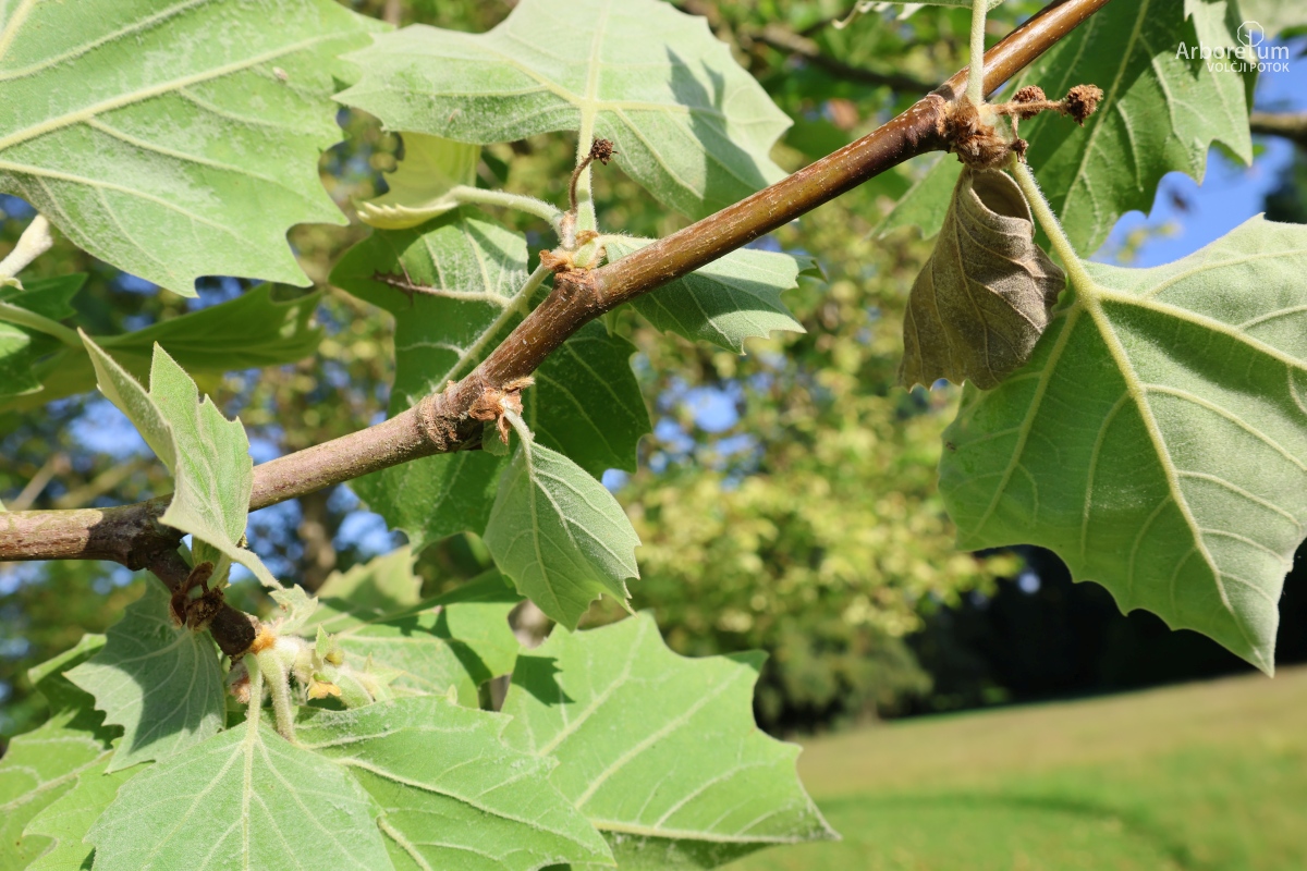 K-2-44_Platanus occidentalis_v7