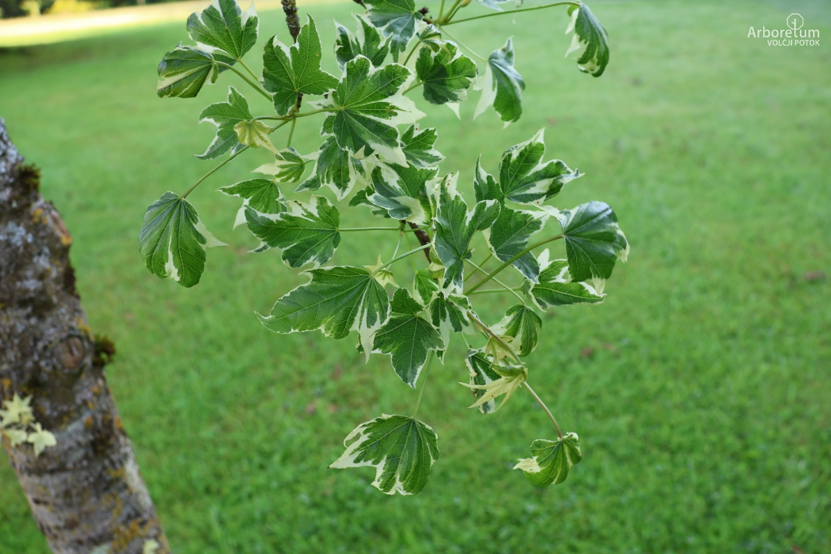 K-2-48_Liquidambar styraciflua ‘Silver King’_v