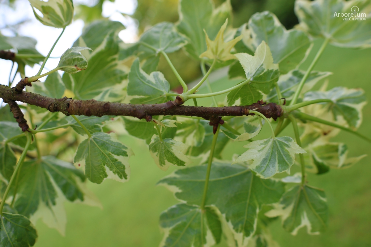 K-2-48_Liquidambar styraciflua ‘Silver King’_v2