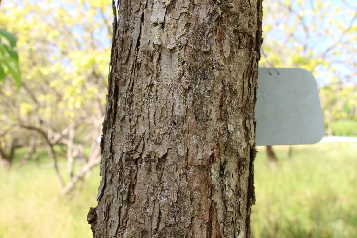 K-3-19_Populus violascens_d