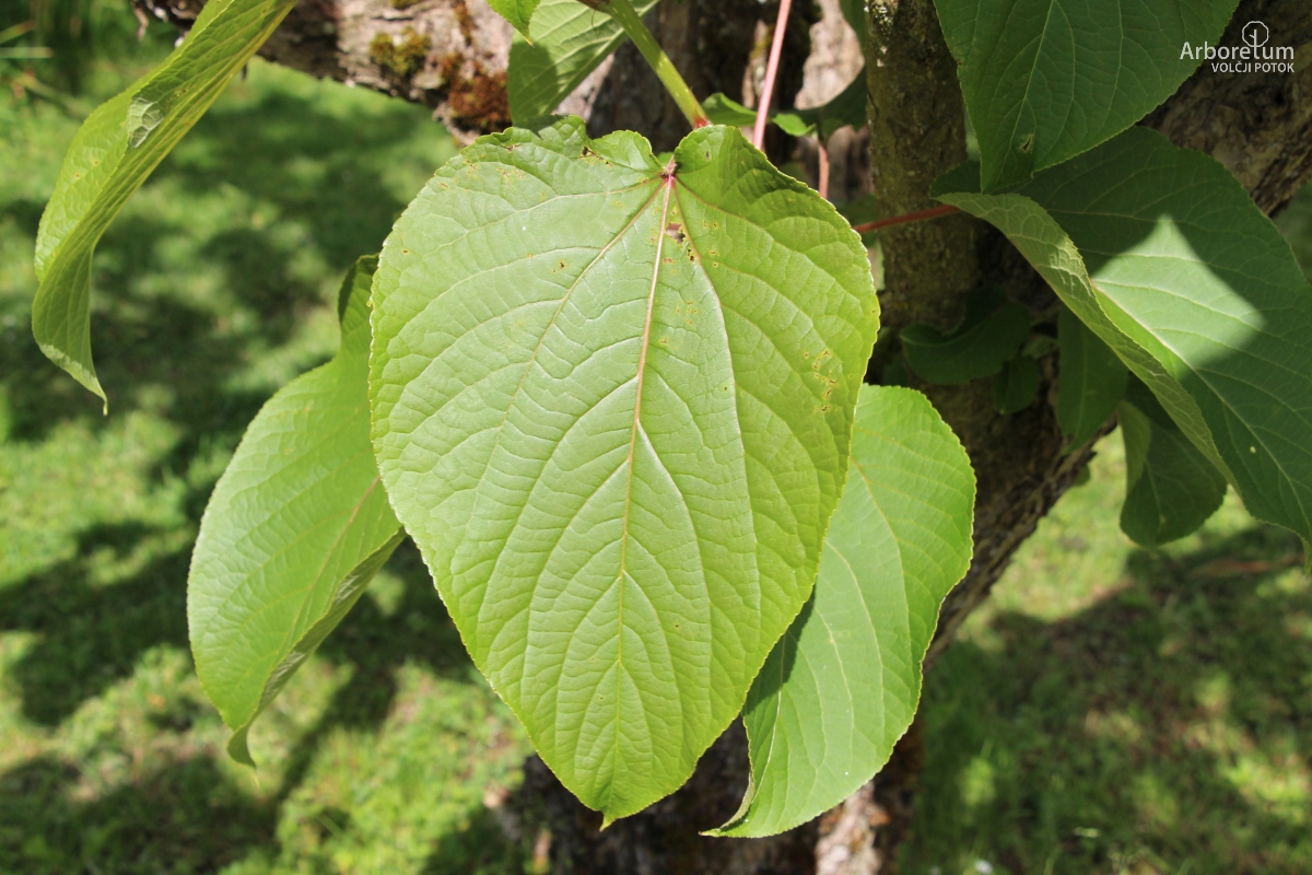 K-3-19_Populus violascens_l