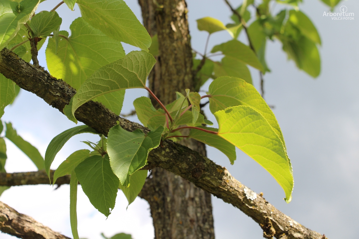 K-3-19_Populus violascens_v