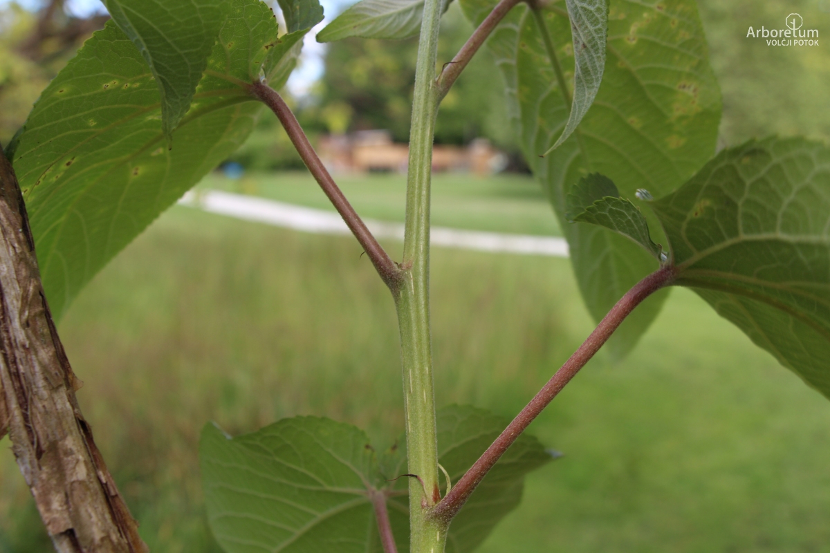 K-3-19_Populus violascens_v2