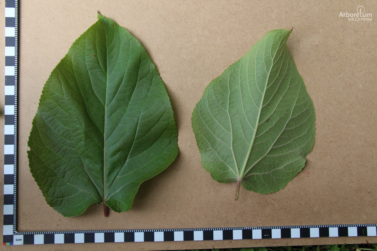 K-3-19_Populus violascens_v5
