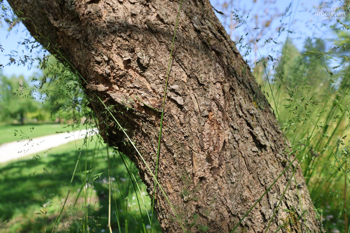 K-3-2_Catalpa speciosa_d