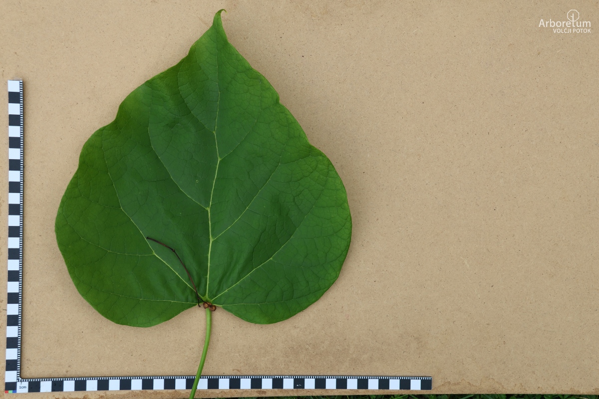 K-3-2_Catalpa speciosa_l55