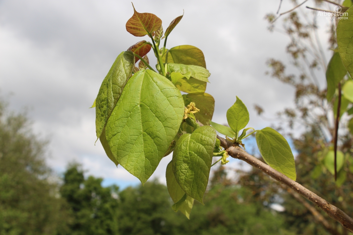 K-3-2_Catalpa speciosa_v