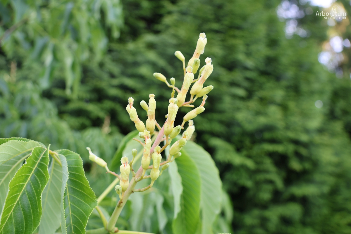 K-3-34_Aesculus flava_c8