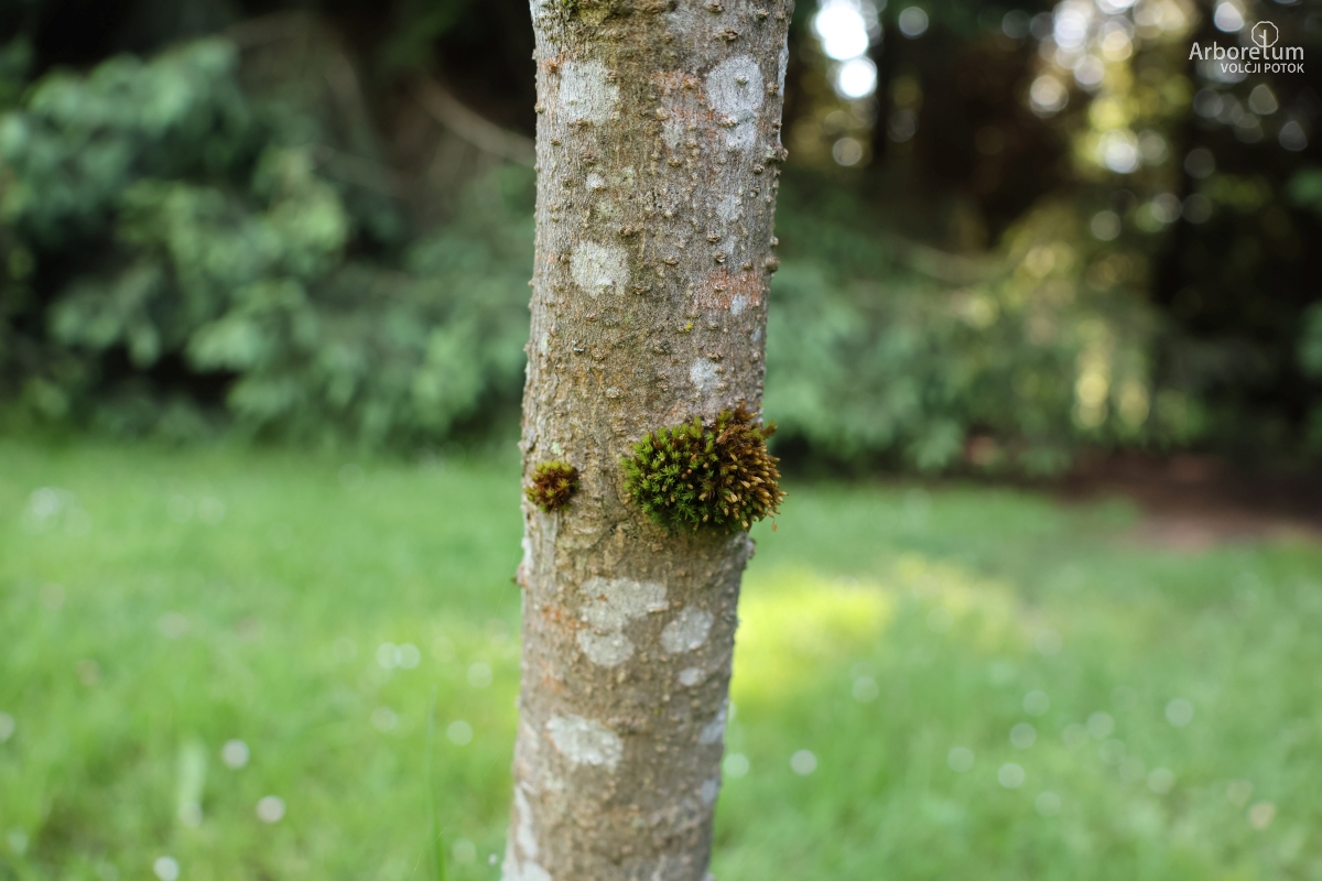 K-3-34_Aesculus flava_d