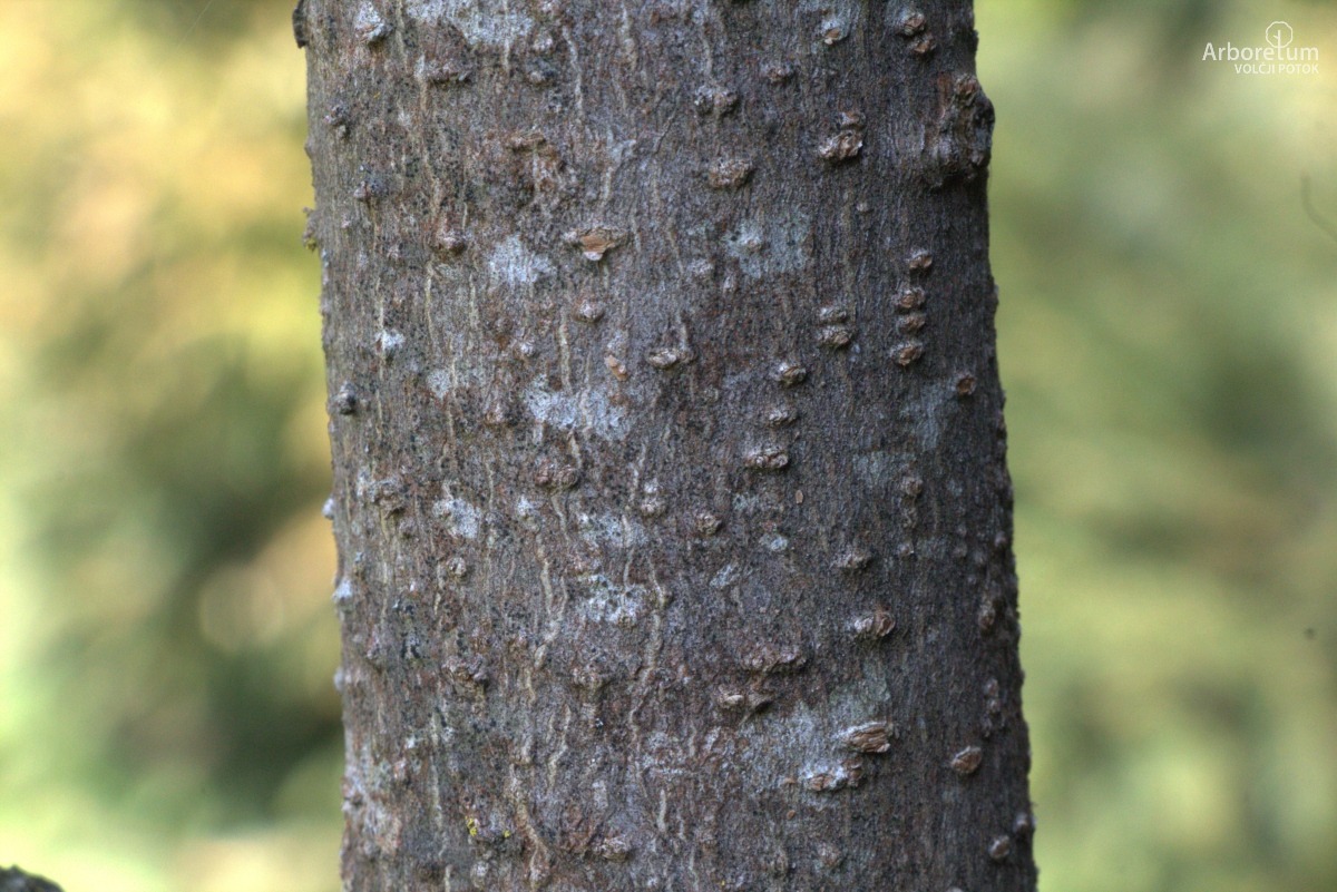 K-3-34_Aesculus flava_d8