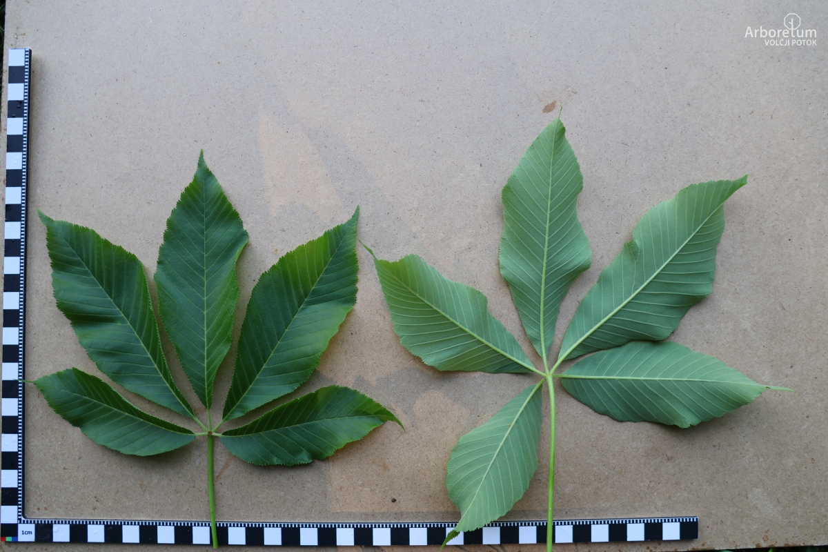 K-3-34_Aesculus flava_l5