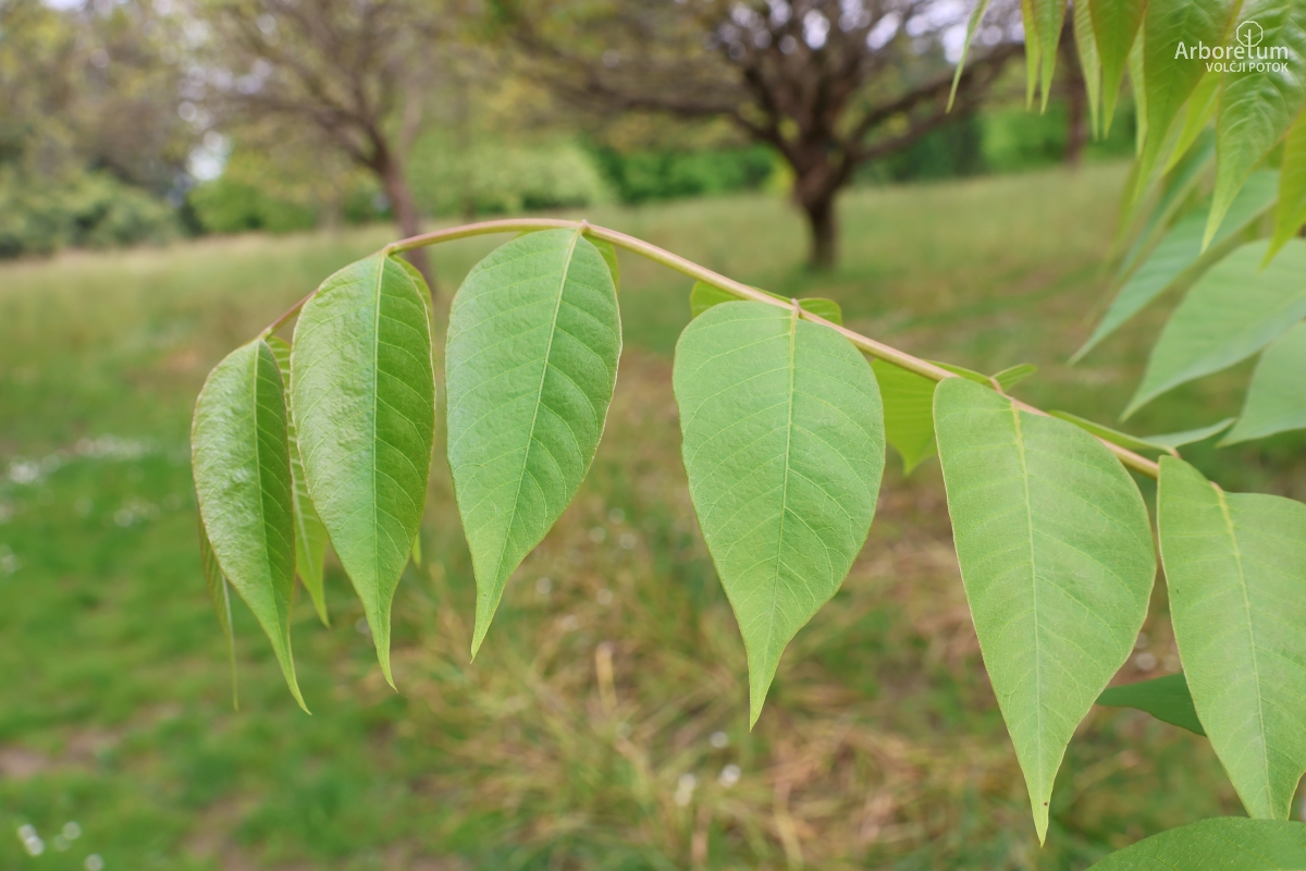 K-3-3_Toona sinensis_l
