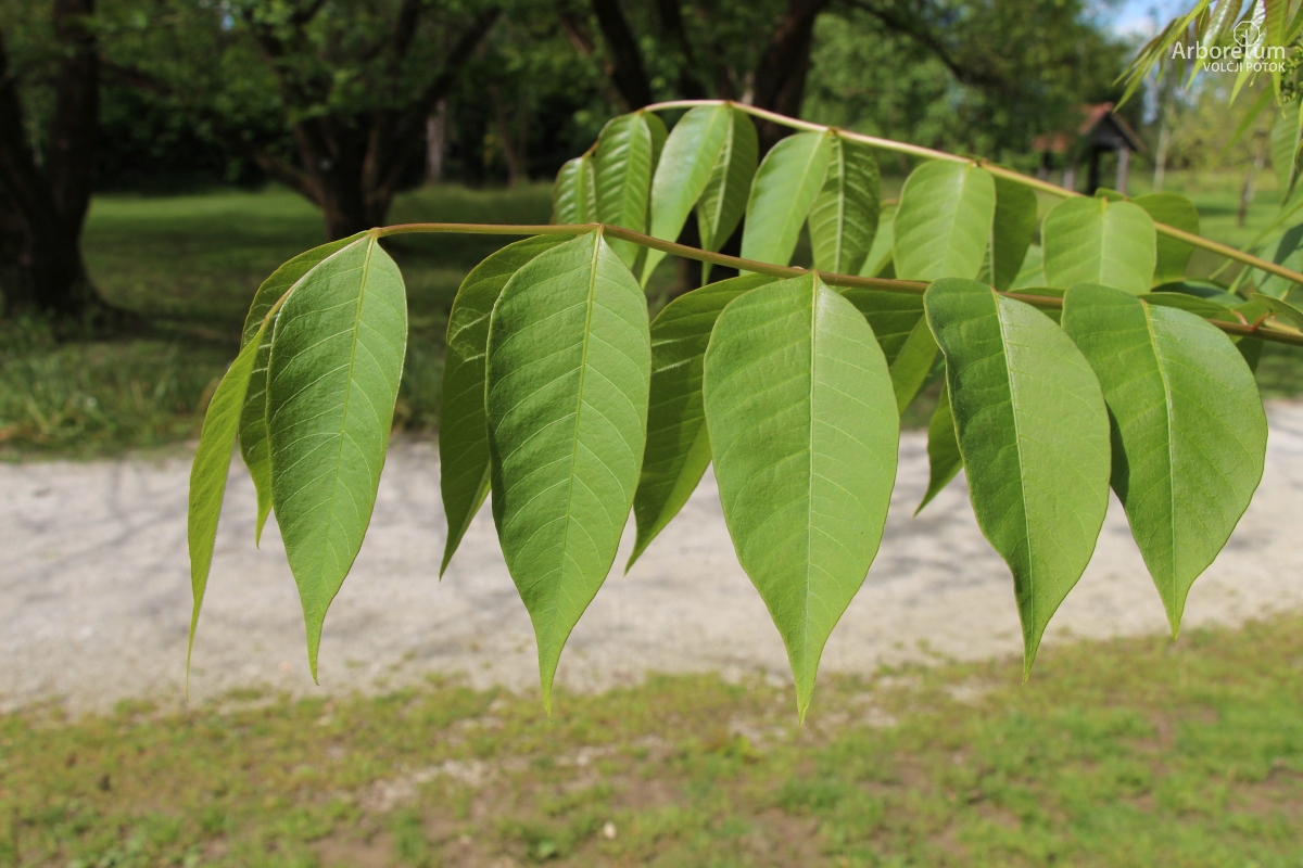K-3-3_Toona sinensis_l4