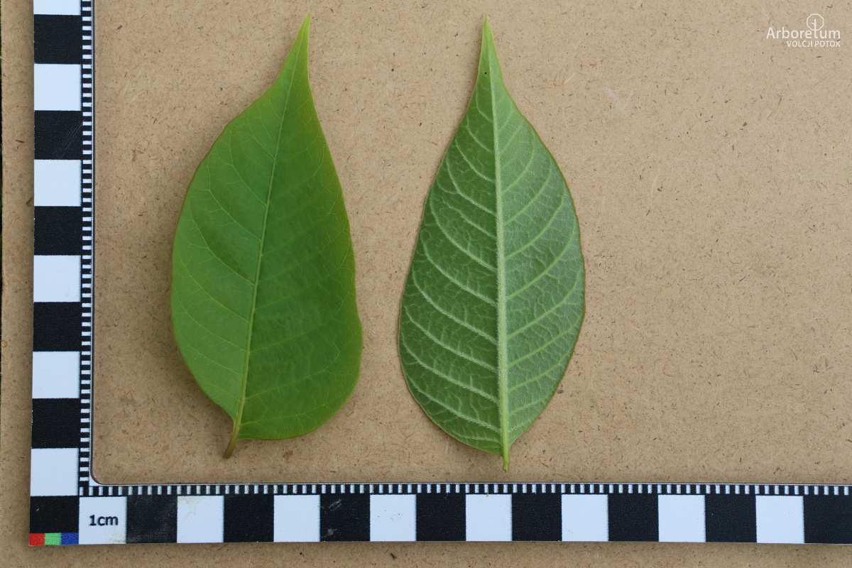 K-3-3_Toona sinensis_l5