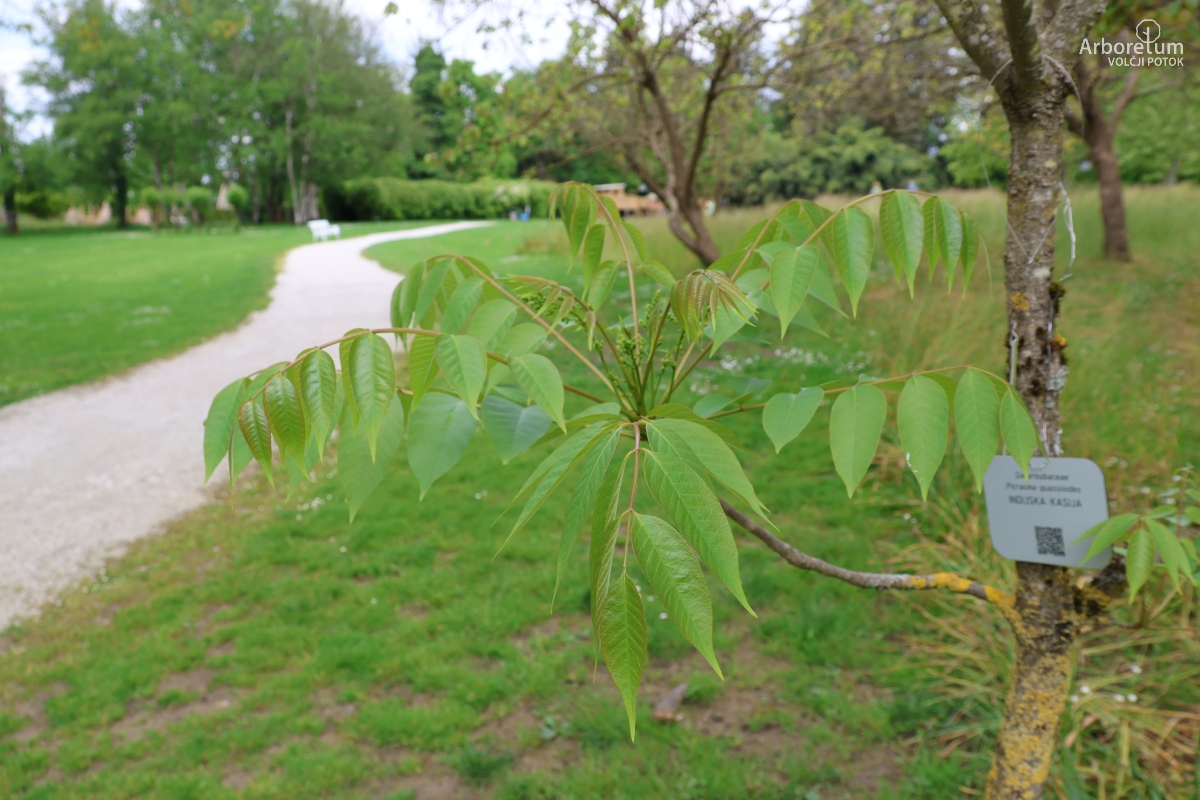 K-3-3_Toona sinensis_v