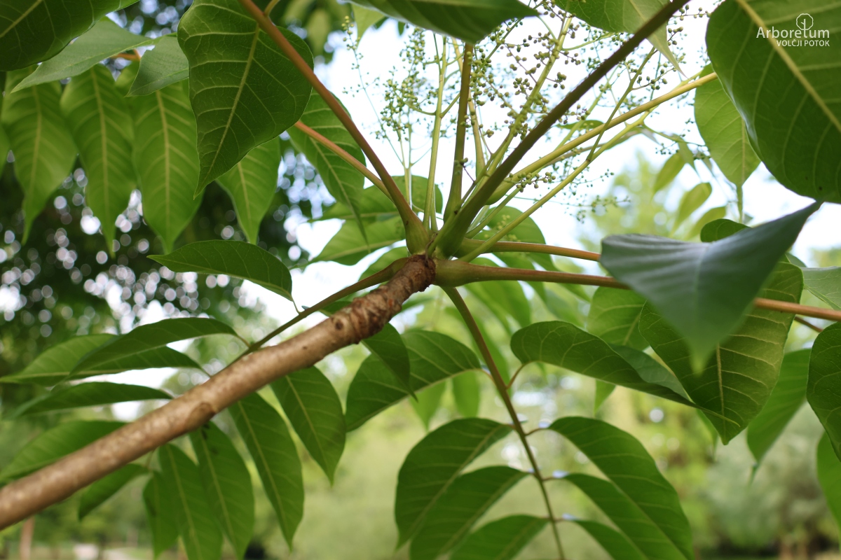 K-3-3_Toona sinensis_v2 (2)
