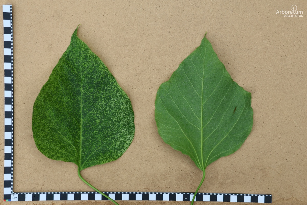 K-3-4_Catalpa speciosa ‘Pulverulenta’_l55