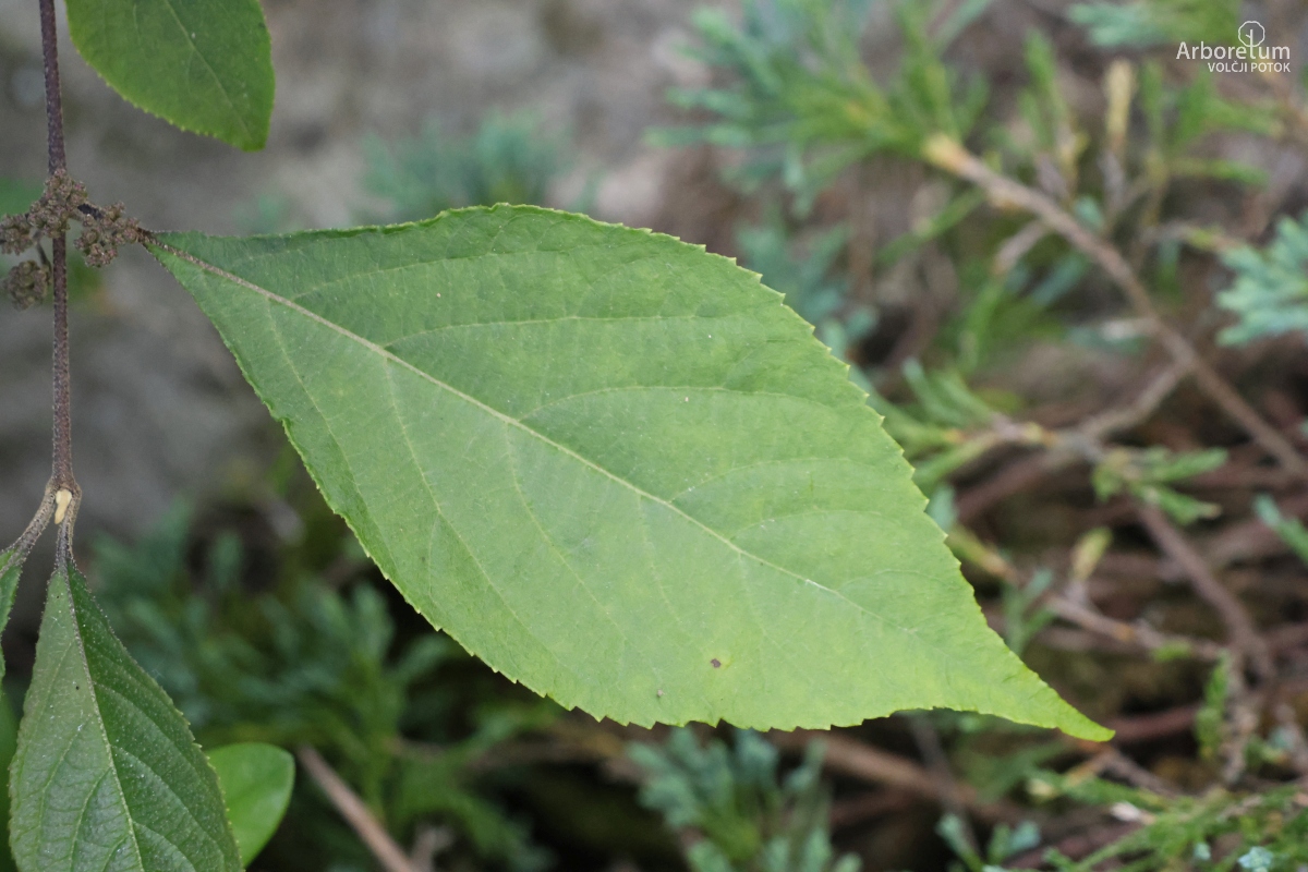 K-3-521_Callicarpa bodinieri var. giraldii ‘Profusion’_l