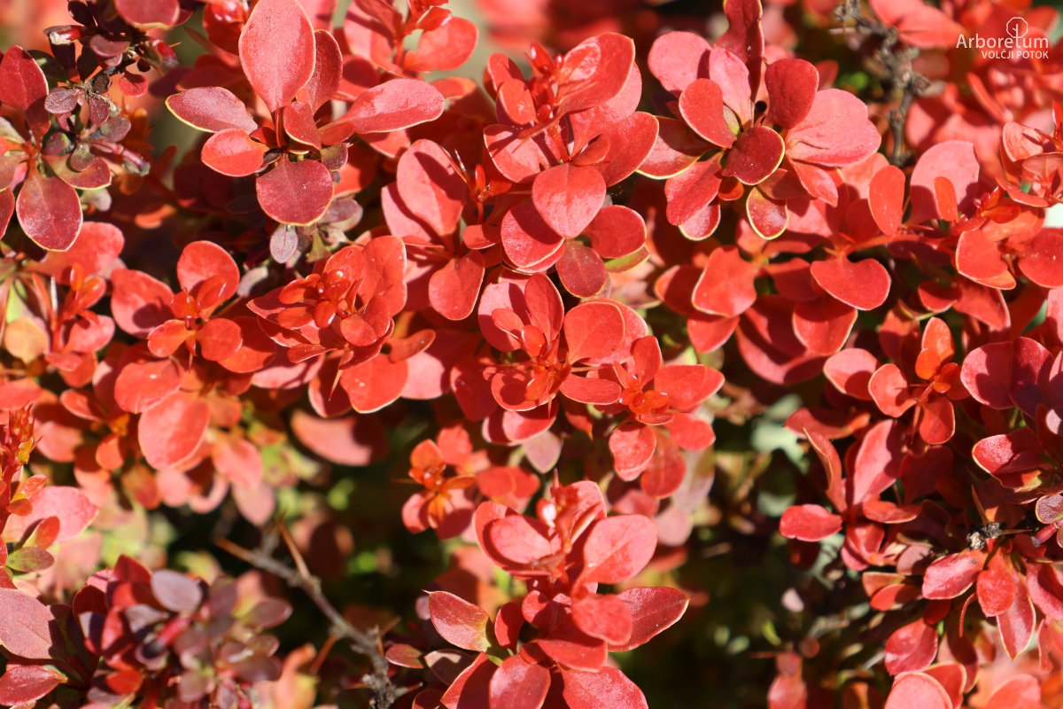 K-3-733_Berberis thunbergii ‘Fireball’_l