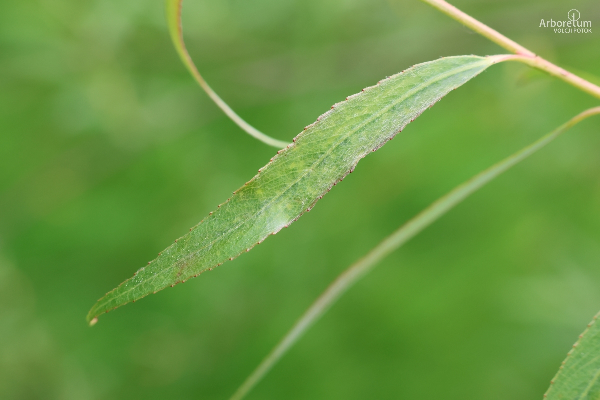 K-4-1_Salix ‘Fantazija’_l