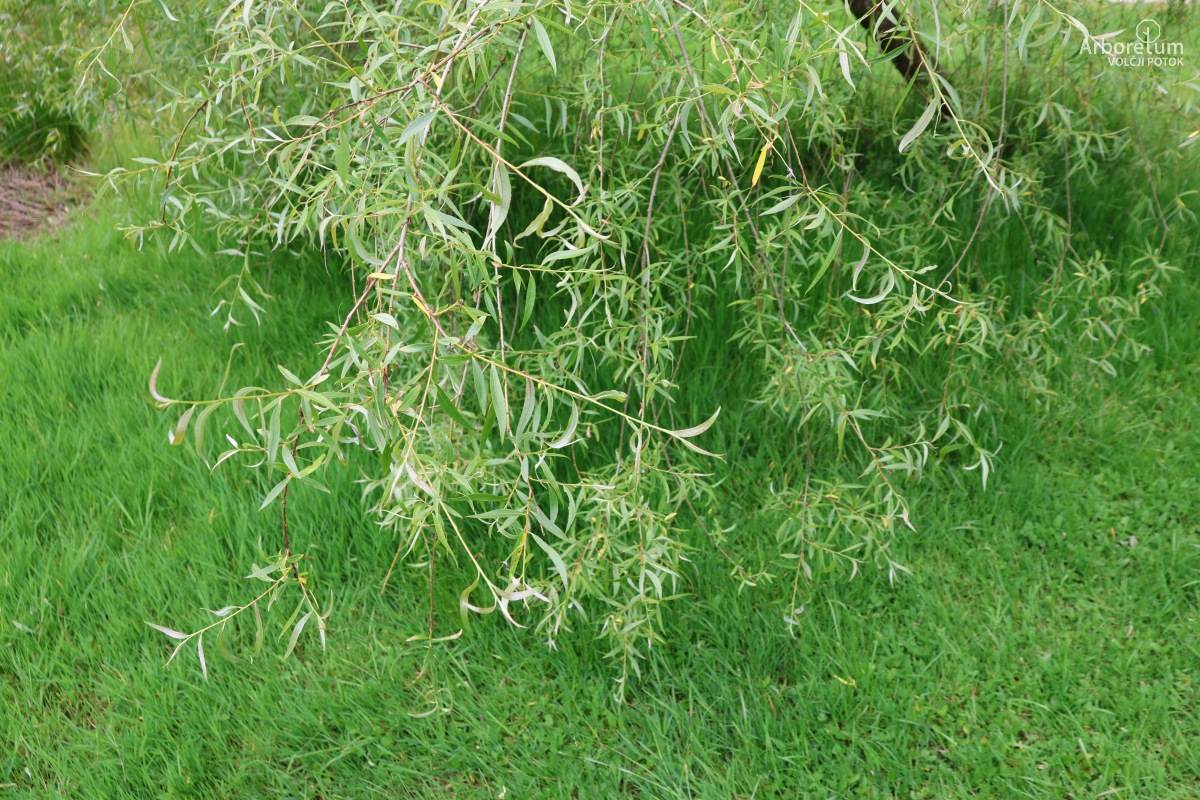 K-4-1_Salix ‘Fantazija’_v