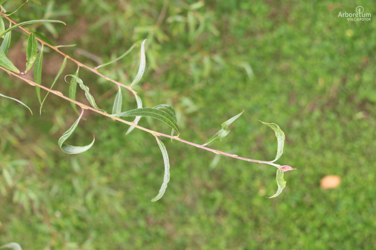 K-4-1_Salix ‘Fantazija’_v3