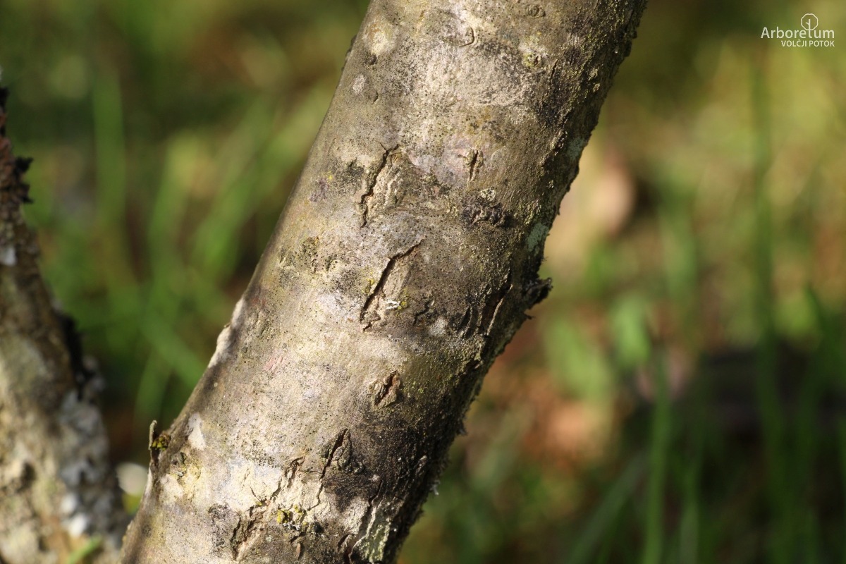 K-4-3_Salix pentandra_d4