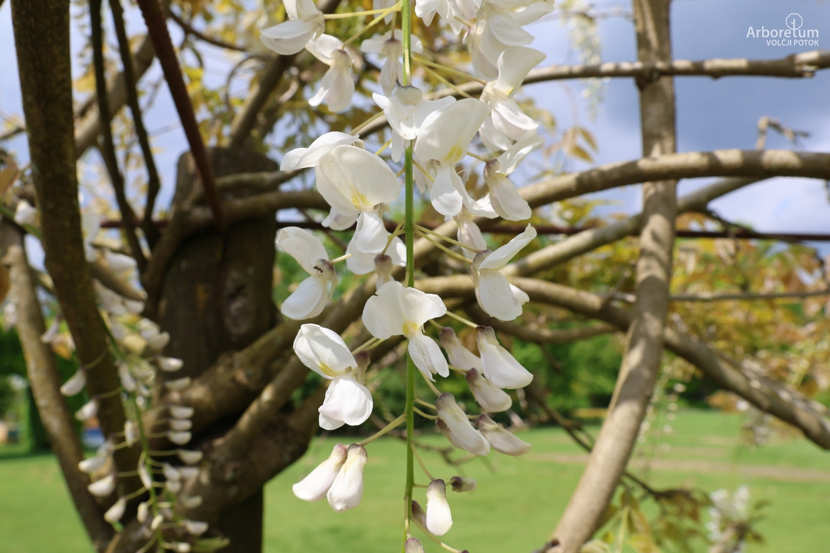 L-1-194_Wisteria sinensis ‘Jako’_c