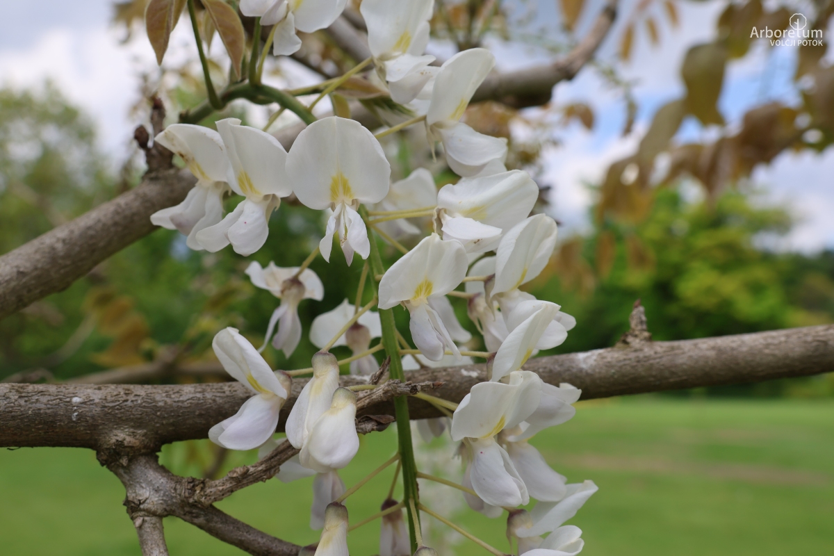 L-1-194_Wisteria sinensis ‘Jako’_c2