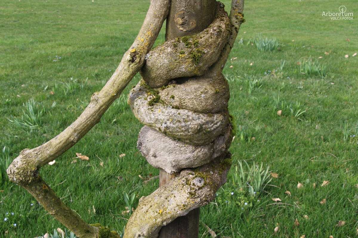 L-1-194_Wisteria sinensis ‘Jako’_d4