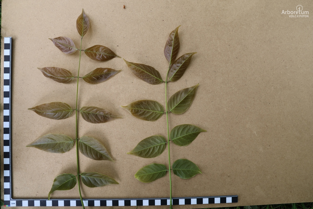 L-1-194_Wisteria sinensis ‘Jako’_l