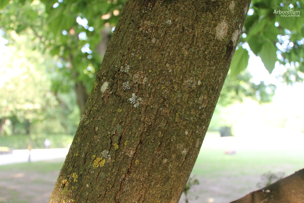 L-1-1_Morus alba ‘Macrophylla’_d5