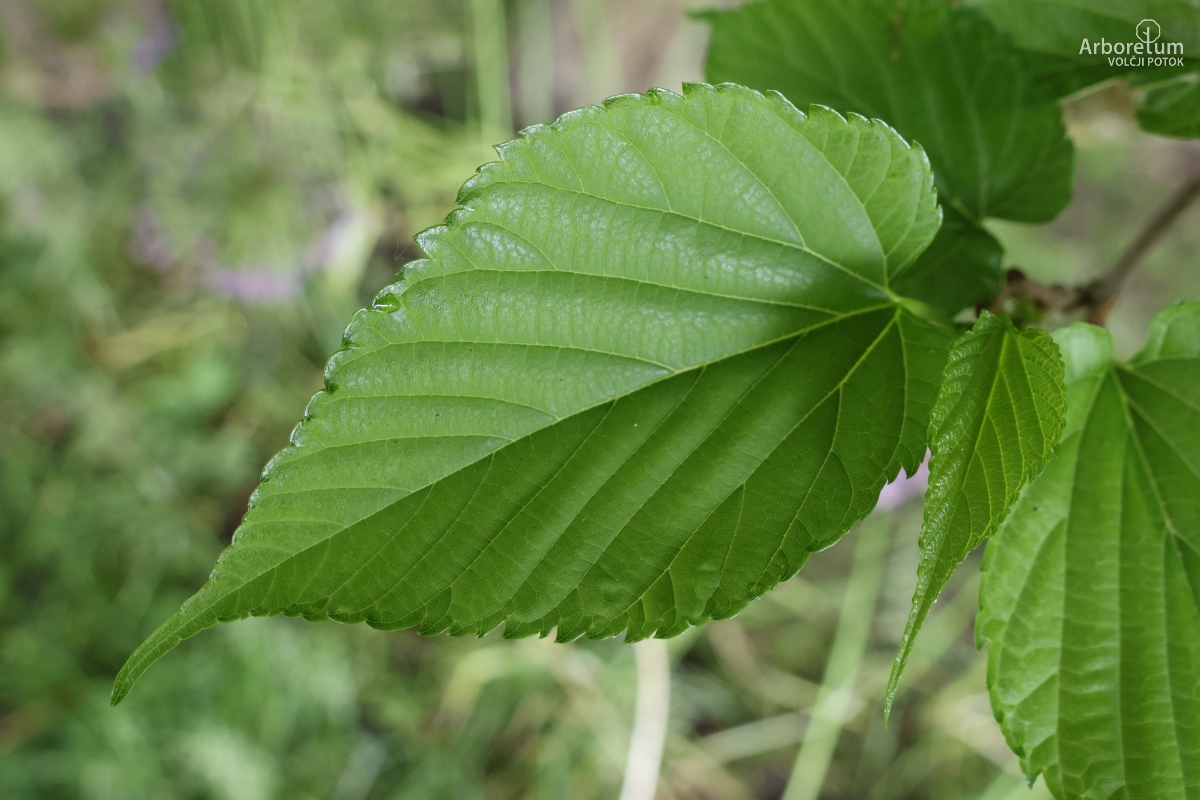 L-1-1_Morus alba ‘Macrophylla’_l (2)
