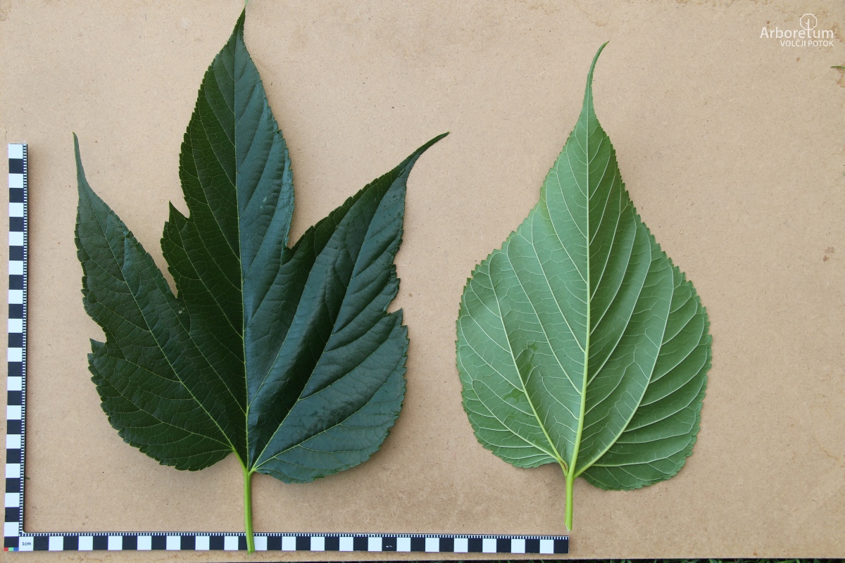 L-1-1_Morus alba ‘Macrophylla’_l8