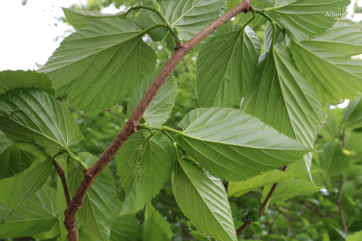 L-1-1_Morus alba ‘Macrophylla’_v2