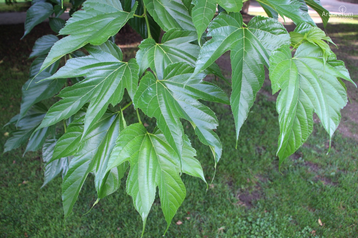 L-1-1_Morus alba ‘Macrophylla’_v5