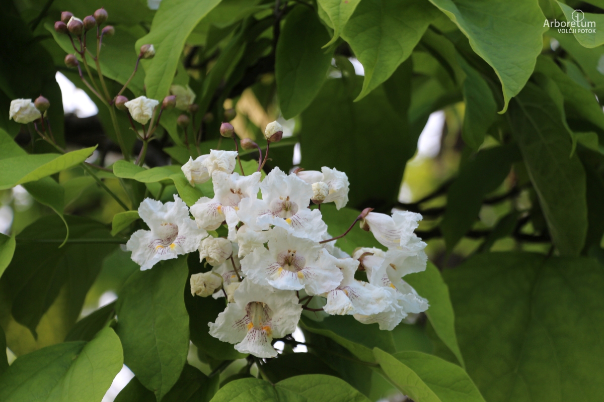 L-1-9_Catalpa speciosa_c5