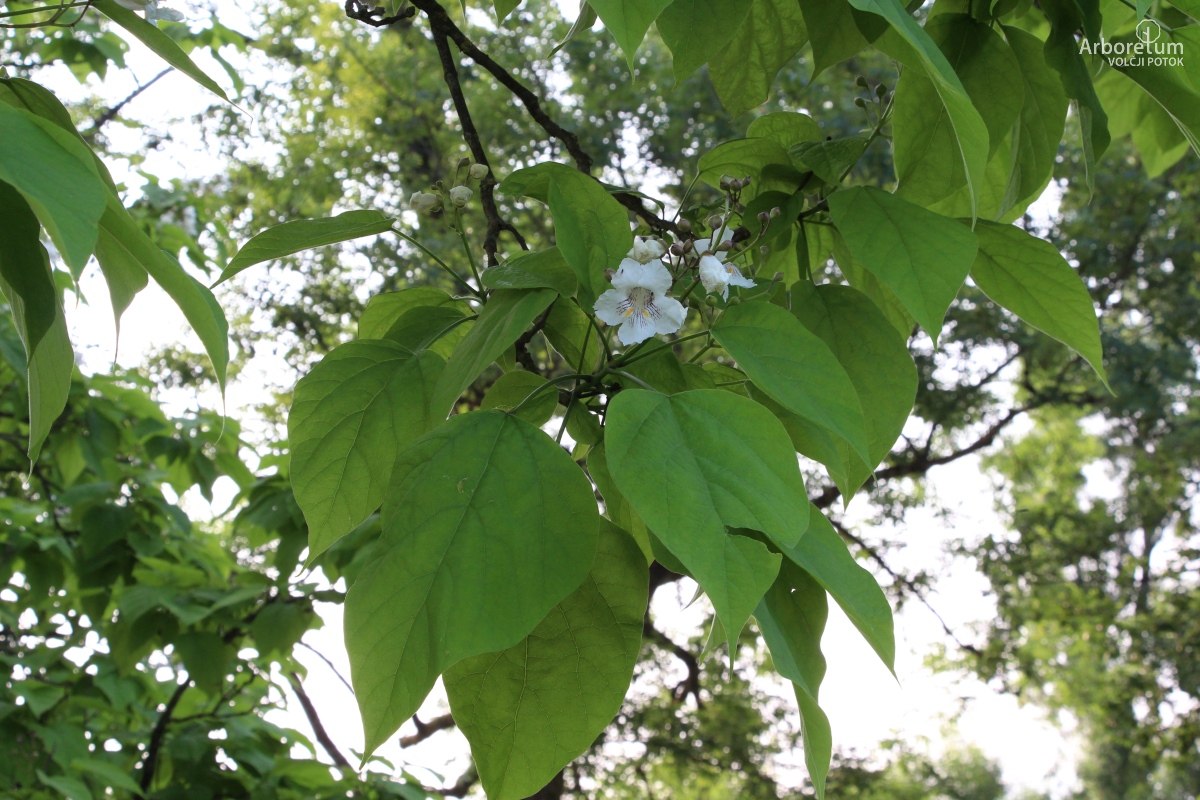 L-1-9_Catalpa speciosa_v6