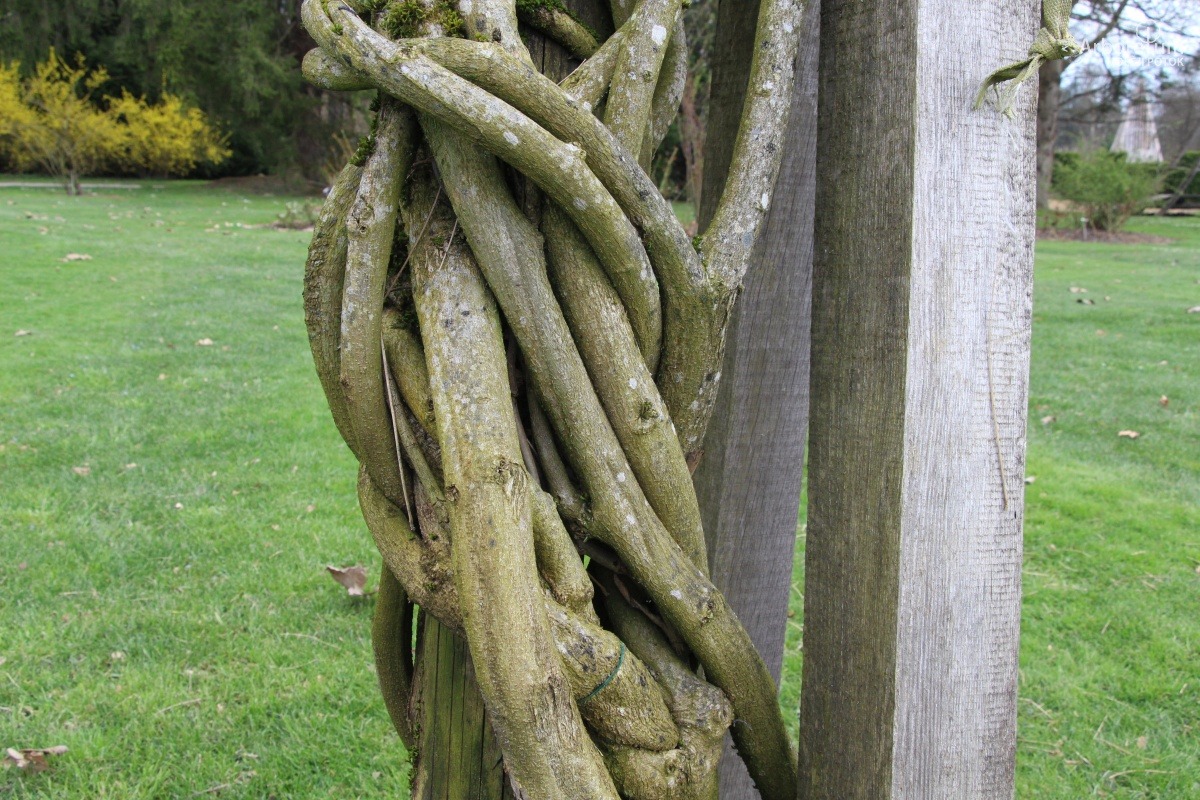 L-2-142_Wisteria floribunda ‘Rosea’_d6