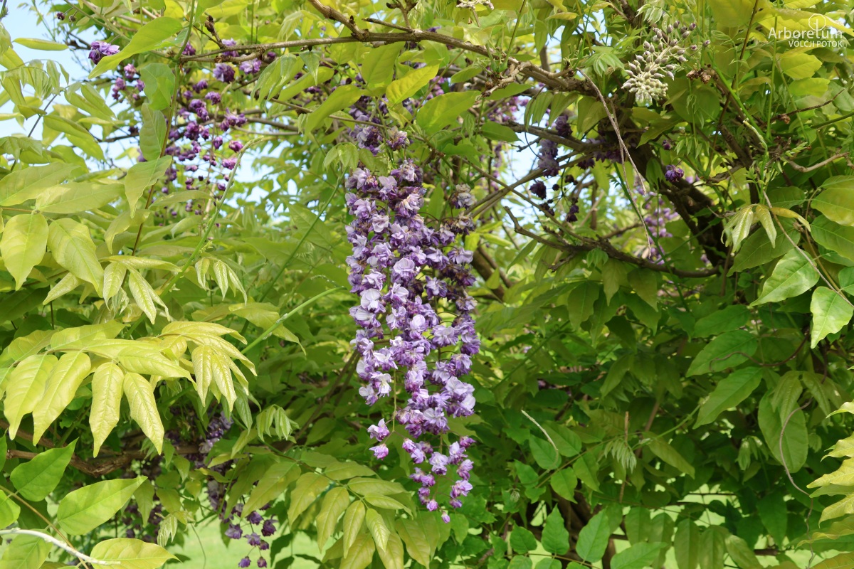 L-2-157_Wisteria floribunda ‘Black Dragon’_c
