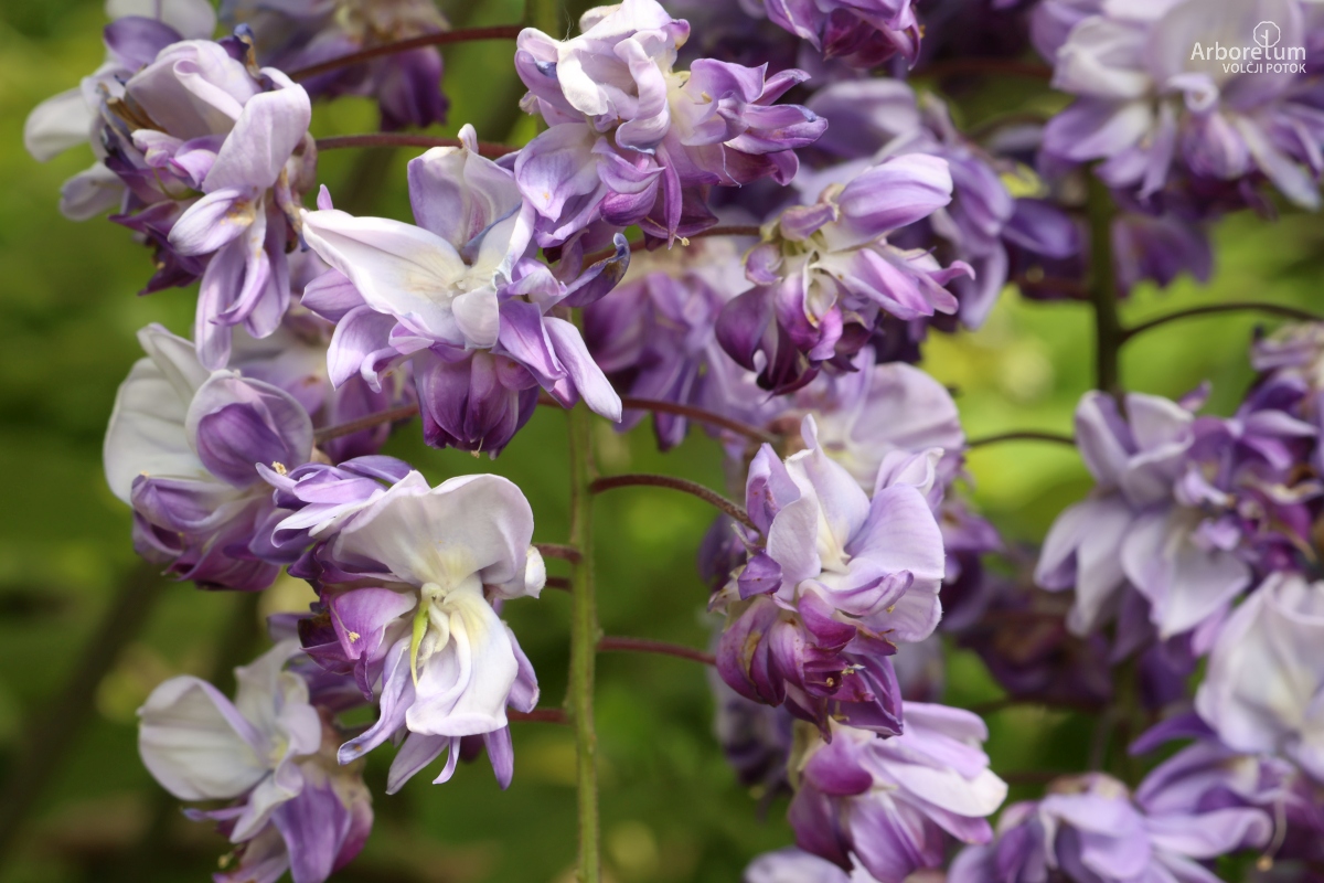 L-2-157_Wisteria floribunda ‘Black Dragon’_c2