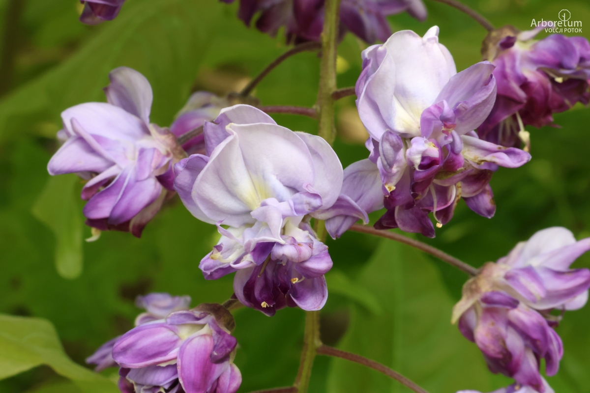 L-2-157_Wisteria floribunda ‘Black Dragon’_c3
