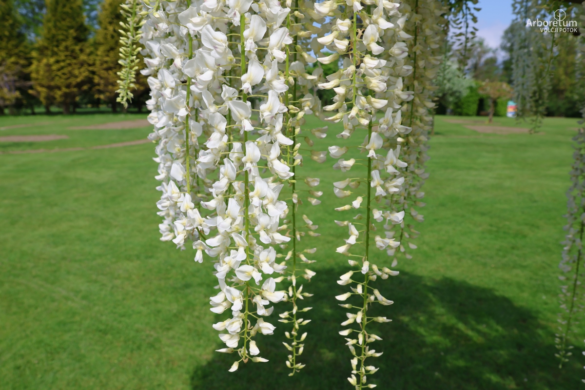 L-2-182_Wisteria floribunda ‘Alba’_c