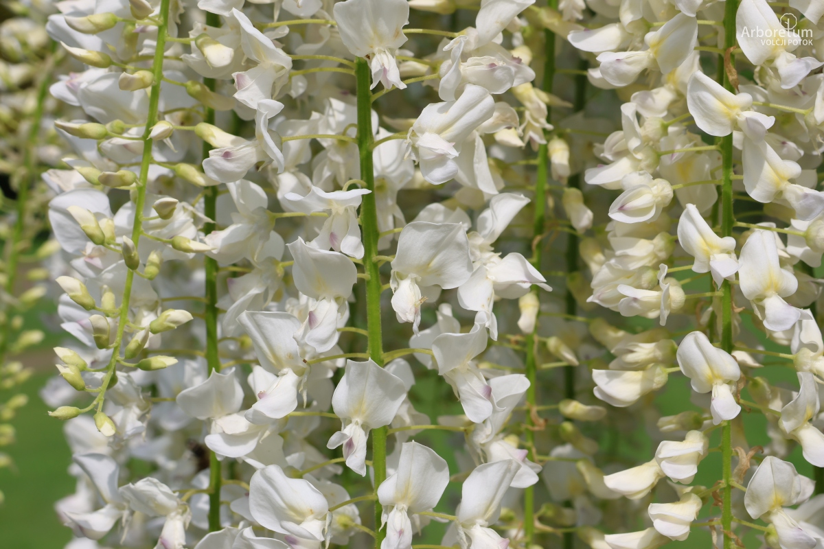 L-2-182_Wisteria floribunda ‘Alba’_c3