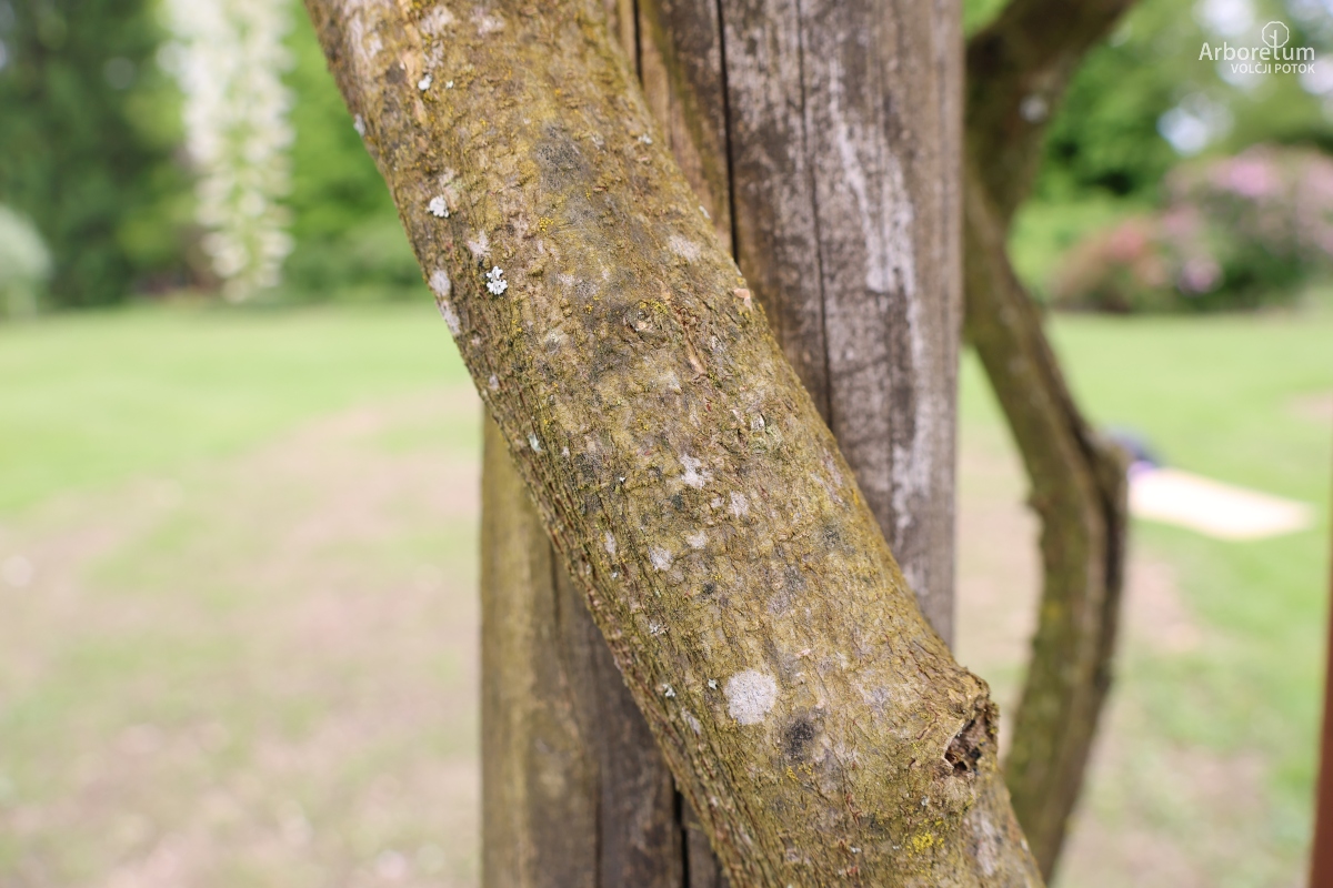 L-2-182_Wisteria floribunda ‘Alba’_d
